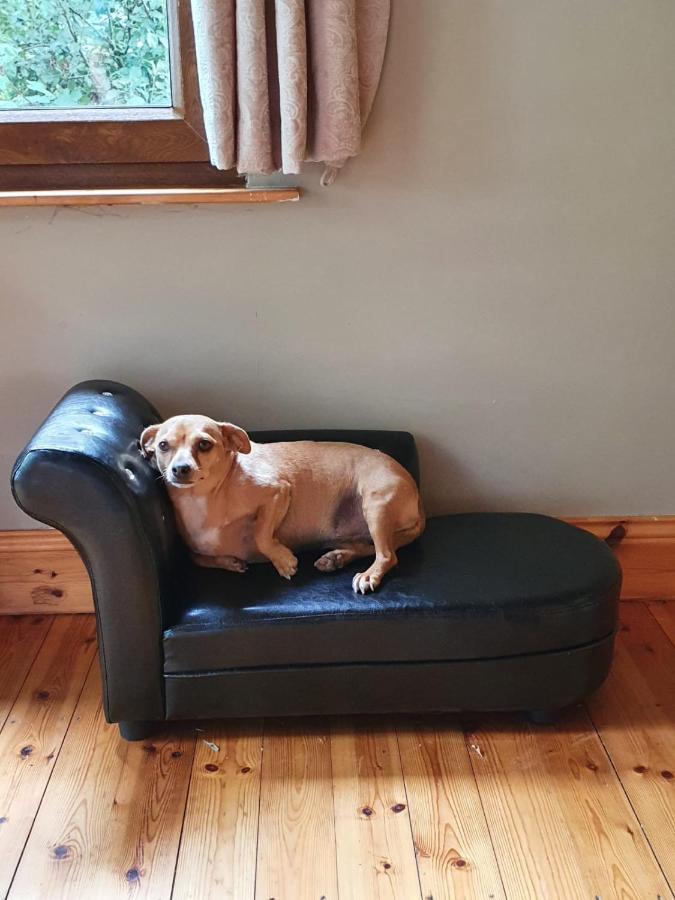 Stay With Your Pet Killarney Exteriér fotografie